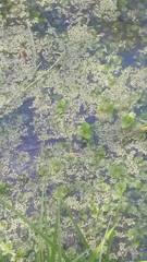 Lemna aequinoctialis