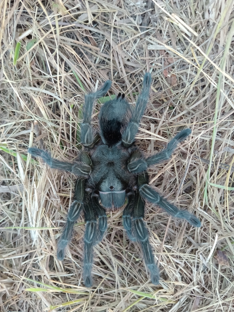 Mygale géante du Rio Grande (Grammostola iheringi)
