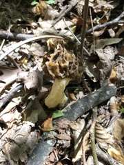 Morchella diminutiva