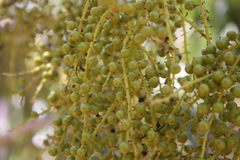 Thrinax radiata