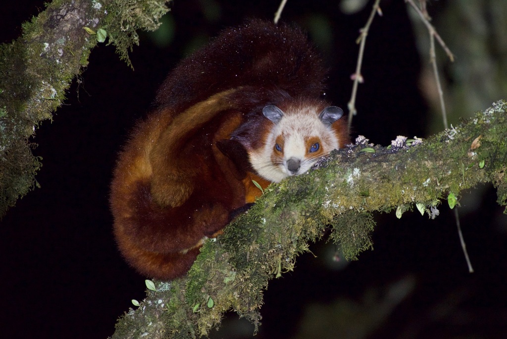 Mainland Redandwhite Giant Flying Squirrel (Petaurista alborufus) Know Your Mammals