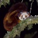 Mainland Red-and-white Giant Flying Squirrel - Photo (c) 武亦乾 Yiqian Wu, some rights reserved (CC BY-NC), uploaded by 武亦乾 Yiqian Wu