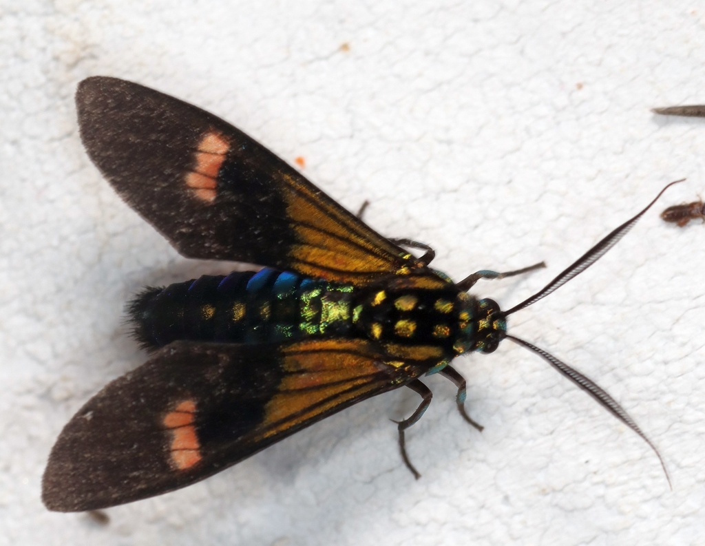 Belemnia eryx