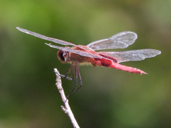 Tramea abdominalis
