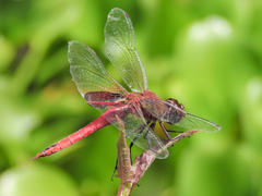 Tramea abdominalis