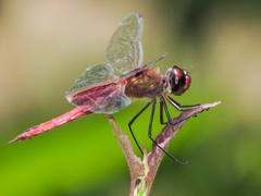 Tramea abdominalis
