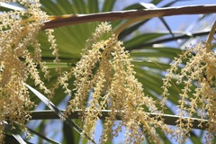 Thrinax radiata