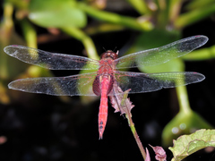 Tramea abdominalis