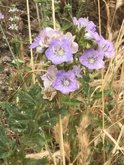 Phacelia grandiflora