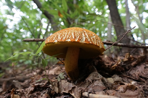 Rugiboletus extremiorientalis