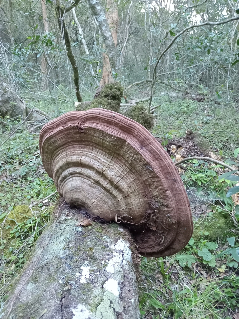 Ganoderma australe · March 2024 · photo: © seba41 (iNaturalist, cc-by)