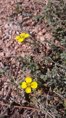 Physaria thamnophila
