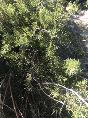 Aspalathus bracteata