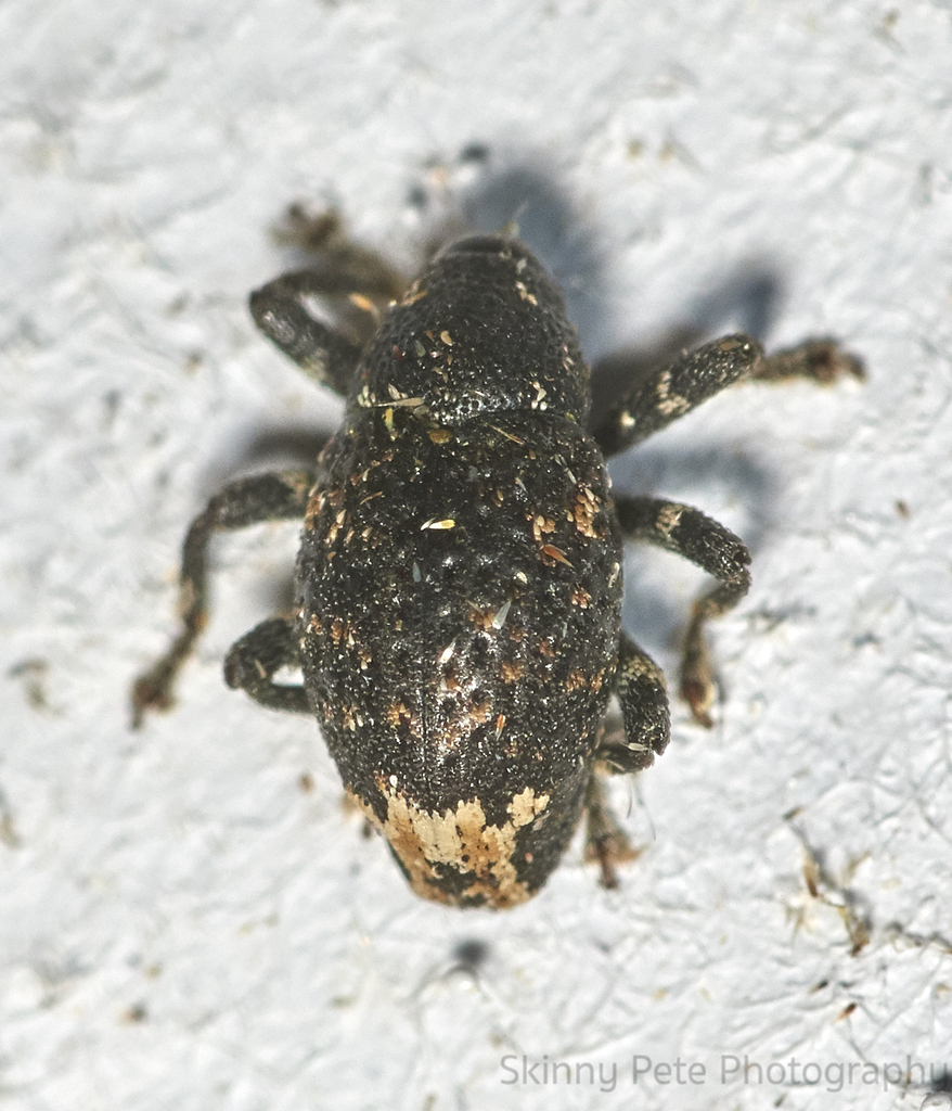 Pseudomus sedentarius