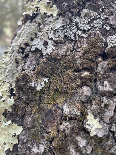 Lindbergia brachyptera, 2024-03-30