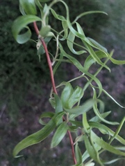 Salix