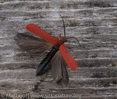 Dictyoptera simplicipes