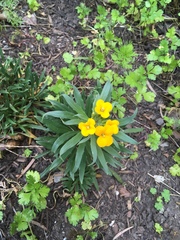 Erysimum × marshallii