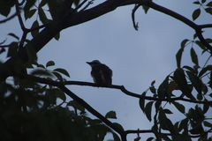 Pitangus sulphuratus