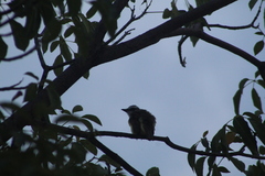 Pitangus sulphuratus