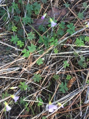 Oxalis caprina