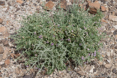 Lycium pallidum oligospermum