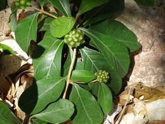 Morinda