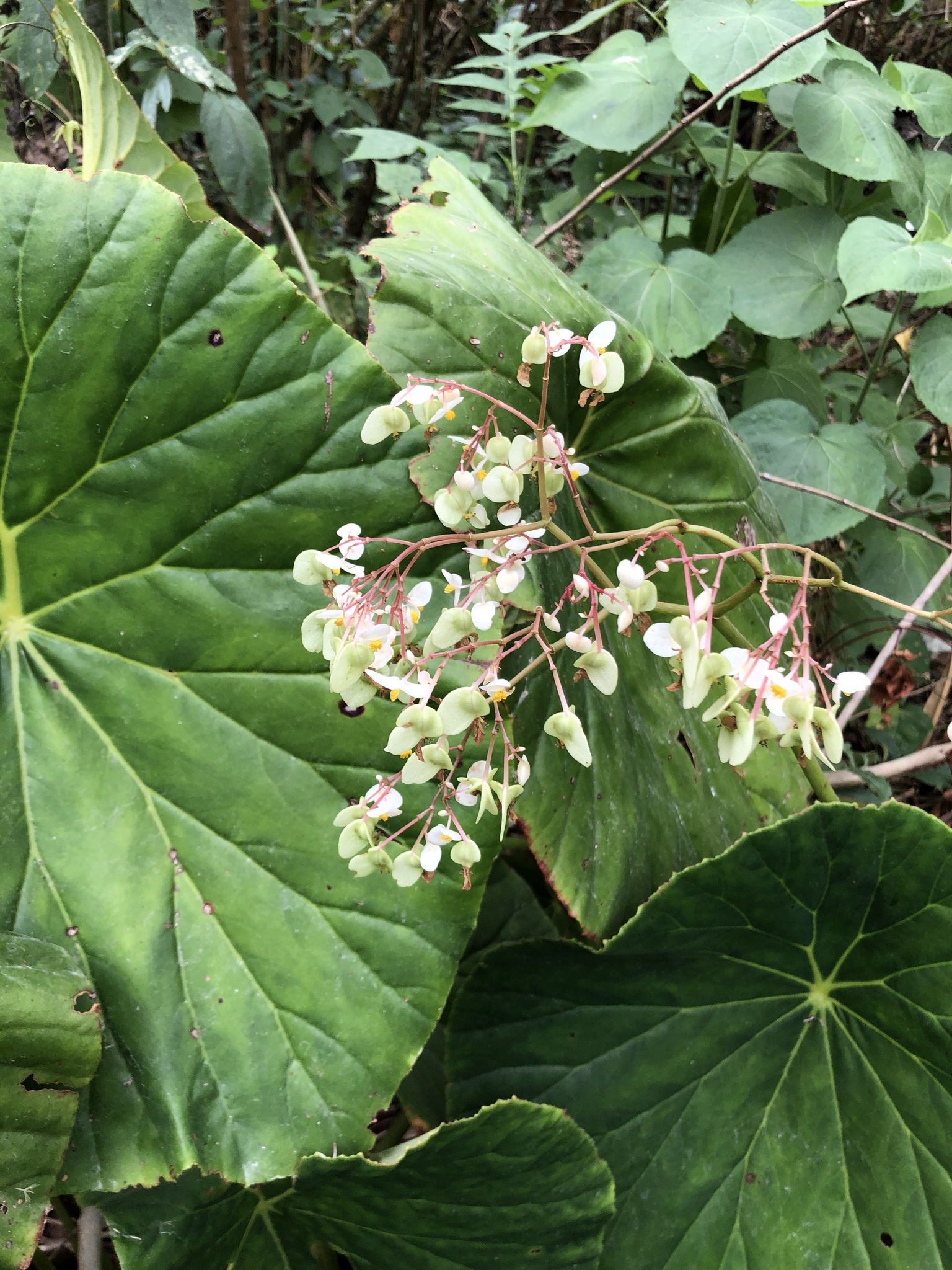 Begonia del Monte (Begonia nelumbiifolia) · Naturalista Costa Rica