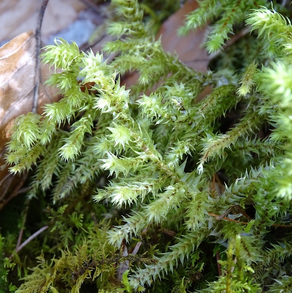 rough goose neck moss from Preßguts, Österreich on March 30, 2024 at 02 ...