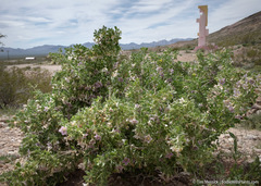Lycium pallidum oligospermum
