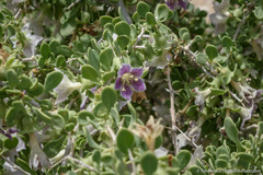 Lycium pallidum oligospermum