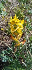 Corydalis sewerzowii, photograph Alexander Dubynin, CC BY, iNaturalist via GBIF
