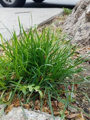 Poa annua