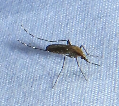 Mitchell's Mosquito photo 2