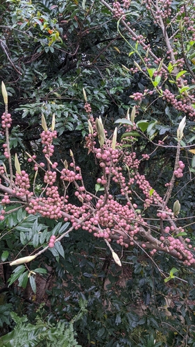 Ficus subpisocarpa