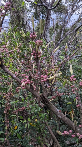 Ficus subpisocarpa