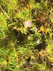 Diastella proteoides