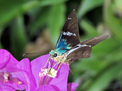 Astraptes fulgerator azul