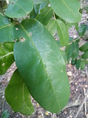 Chionanthus foveolatus