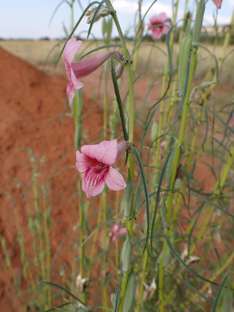 Wild Sesame From Bojanala Platinum District Municipality South Africa