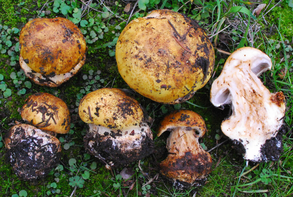 Phlegmacium favorabile