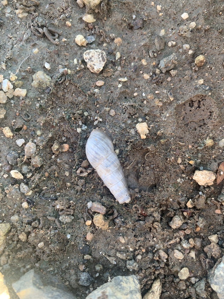 Decollate Snail from Ponderosa Ave, Fullerton, CA, US on April 3, 2024