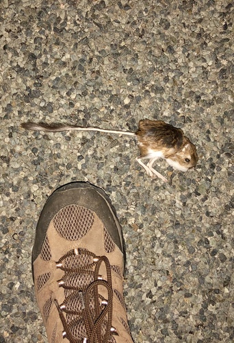 Ord's Kangaroo Rat
