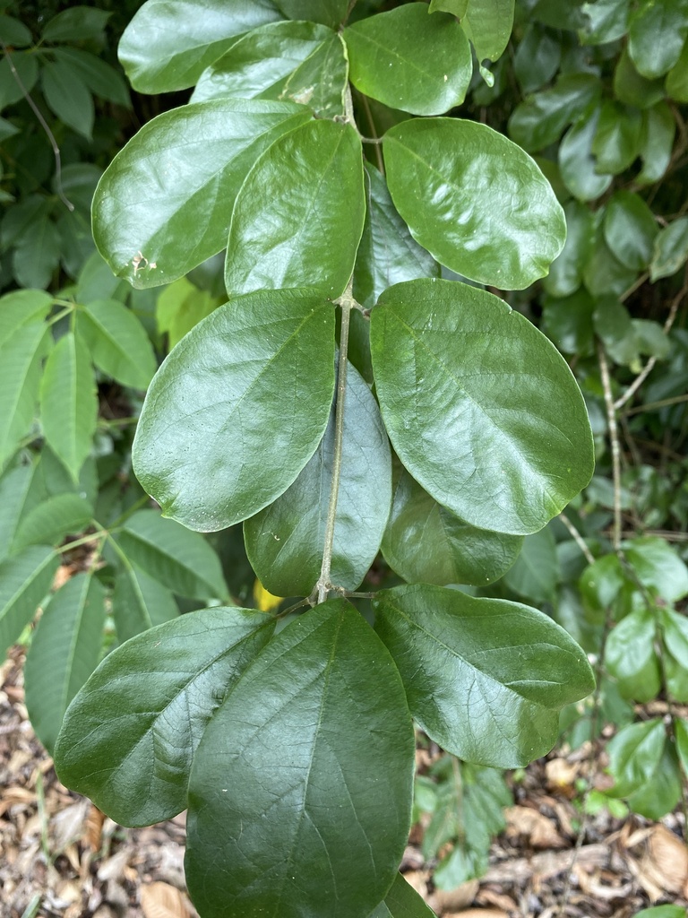 Foto de Cipó-cravo