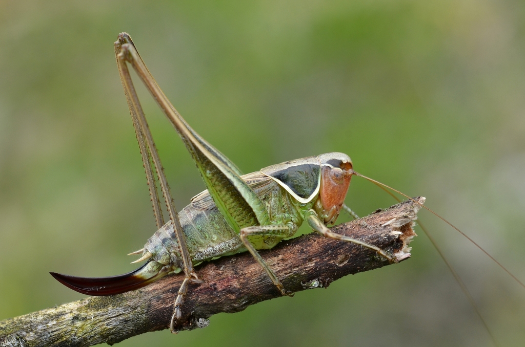 Sepia Bush-cricket