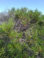 Ornithostaphylos oppositifolia