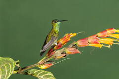 Violet-Fronted Brilliant photo 4