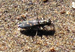 Cicindela haemorrhagica