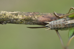 Sepiana sepium