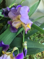Iris × germanica